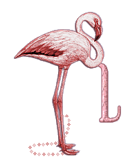 Ani_Flamingo_Alpha_by_iRiS_-_L_1