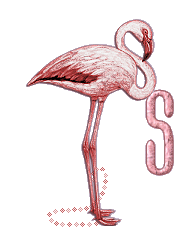 Ani_Flamingo_Alpha_by_iRiS_-_S_1