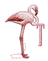 Ani_Flamingo_Alpha_by_iRiS_-_T_1