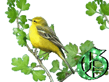 oiseau-6.gif