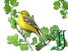 oiseau-8.gif